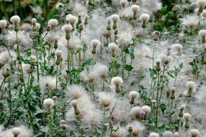 Lush bull thistle swaying in the wind along the river in Kashgar, Xinjiang photo