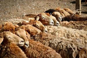 ganado esperando para comercio en el vacas y oveja bazar en Xinjiang foto