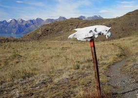 skull on hiking trail patagonia photo