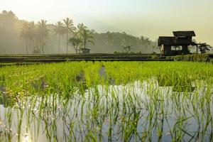 Beautiful morning view indonesia. Panorama Landscape paddy fields with beauty color and sky natural light photo