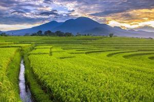 hermosa Mañana ver Indonesia. panorama paisaje arrozal campos con belleza color y cielo natural ligero foto