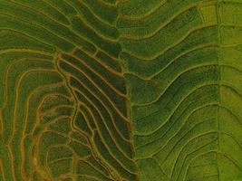 Aerial view of green rice terraces in Indonesia photo