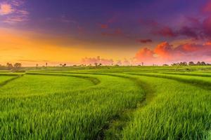 hermosa Mañana ver Indonesia. panorama paisaje arrozal campos con belleza color y cielo natural ligero foto