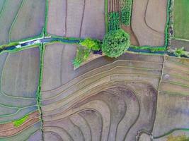 Aerial view of green rice terraces in Indonesia photo