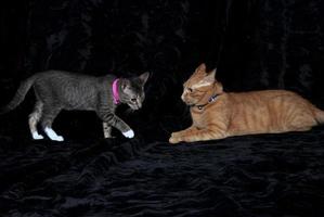 A cat and a kitten playing together photo