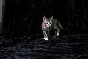 A grey cat stalking its prey photo