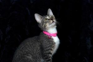 A Gray tabby cat with a pink collar on a black background photo