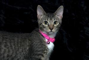 A closeup of a grey cat with yellow eyes and a pink collar photo