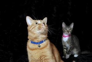 dos gatos, uno naranja , y uno gris en un negro antecedentes foto