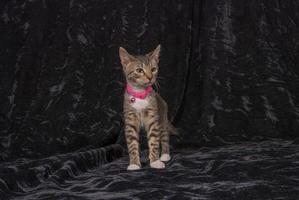 A Gray kitten with a pink collar photo