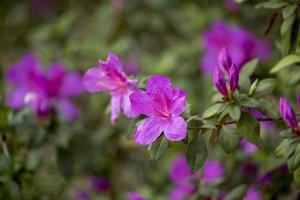 Purple flowers in full bloom in springtime photo