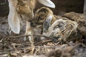 A newborn brown baby goat and its mother photo