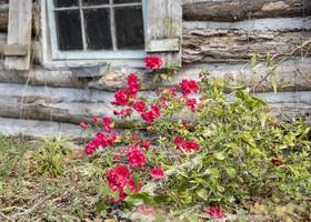 A old log cabin with red flowers blooming outside photo