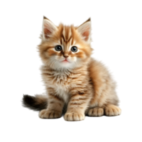 realistisch schattig kat tekenfilm stijl digitaal artwork png