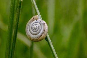 Beautiful macro of snail sleeping in shell on plant. Snail shell in green grass