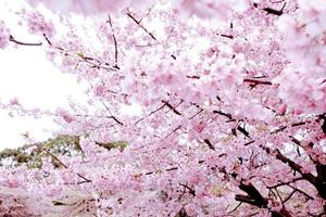 enfoque selectivo de la hermosa flor de cerezo con flor de sakura rosa pastel, plena floración una temporada de primavera en Japón foto