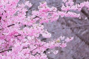 borroso de hermosa Cereza flores sakura árbol floración en primavera con refrescante en el Mañana en Japón foto