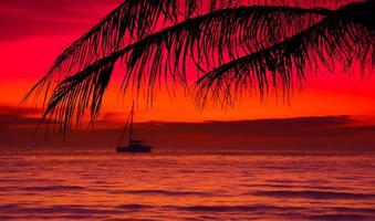 Silhouette of palm tree on the beach during sunset of beautiful a tropical beach on pink sky background photo