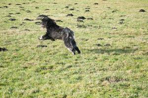 Black Goldendoddle running in a meadow while playing. Fluffy long black coat. photo