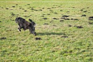 Black Goldendoddle running in a meadow while playing. Fluffy long black coat. photo
