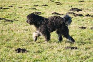 Black Goldendoddle running in a meadow while playing. Fluffy long black coat. photo