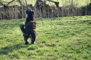 Black gold doddle running on a meadow playing with a stick. Fluffy long black coat photo