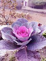 Cabbage Flower. Purple Cauliflower. Brassica Oleracea. Violet Cabbage vegetables vegetarian and vegan food. photo