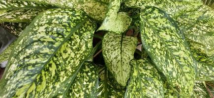 Beautiful and  freshness Dieffenbachia seguine for home decoration photo