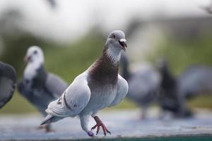 mealy color of homing pigeon outdoor exercise training before racing season begin photo