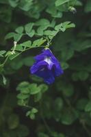 a butterfly pea flower photo