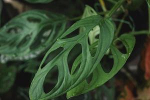 monstera andasonii leaf with green color photo