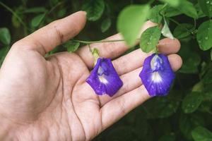 a hand holding butterfly pea flower photo