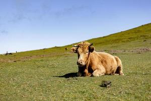 Lovely cow lying in the pasture photo