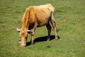 marrón vacas pasto en un césped campo foto