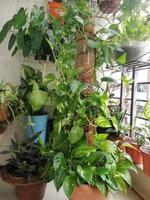 Wonderful Balcony Home Garden Plant photo