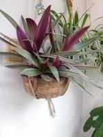 Beautiful Hanging Plant at Home Garden photo