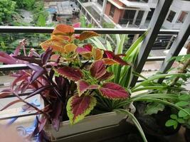 bonito balcón hogar jardín planta foto