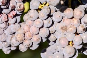 Red wine grape photo