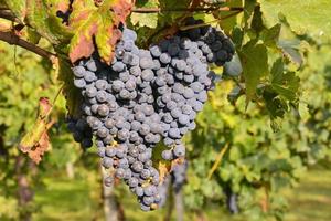 Red wine grape photo