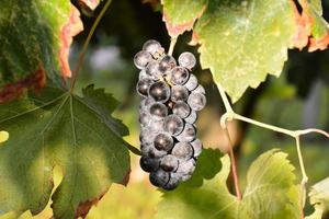 Red wine grape photo