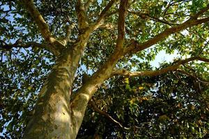 Bottom View of Trees in the Garden. photo