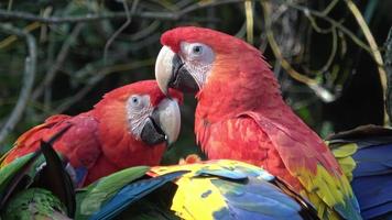 Group of Ara parrots, Red parrot Scarlet Macaw, Ara macao photo