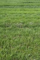 Soccer stadium grass background photo