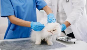 Female veterinary doctor using stethoscope for cute kitten and clean animal ears in animal hospital photo