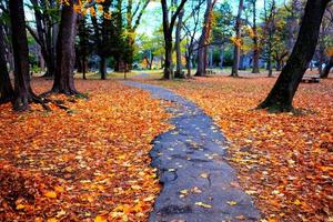 Autumn Pathway in the Park with the Colorful Maple Leaves Falling on the Ground. photo