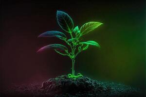ai generado un joven planta de semillero sólo comenzando a brote resplandor en el oscuro antecedentes. foto