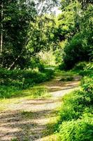 Rural landscape in Sweden photo