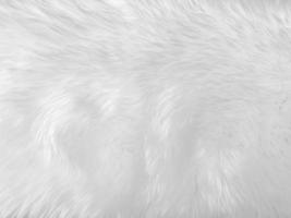 White clean wool texture background. light natural sheep wool. white seamless cotton. texture of fluffy fur for designers. close-up fragment white wool carpet... photo