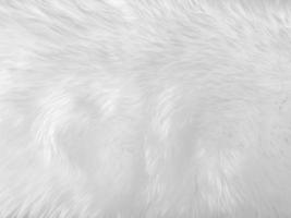 White clean wool texture background. light natural sheep wool. white seamless cotton. texture of fluffy fur for designers. close-up fragment white wool carpet... photo