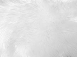 White clean wool texture background. light natural sheep wool. white seamless cotton. texture of fluffy fur for designers. close-up fragment white wool carpet... photo